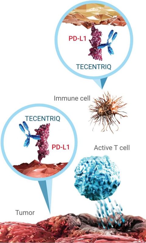 Proposed mechanism of action in BRAF+ melanoma